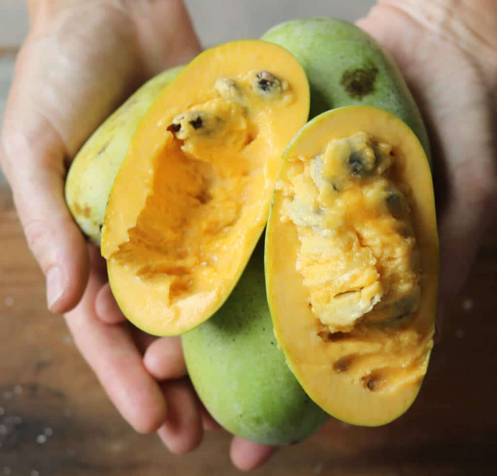 Orchard pawpaw at Mount Bethal Farms.