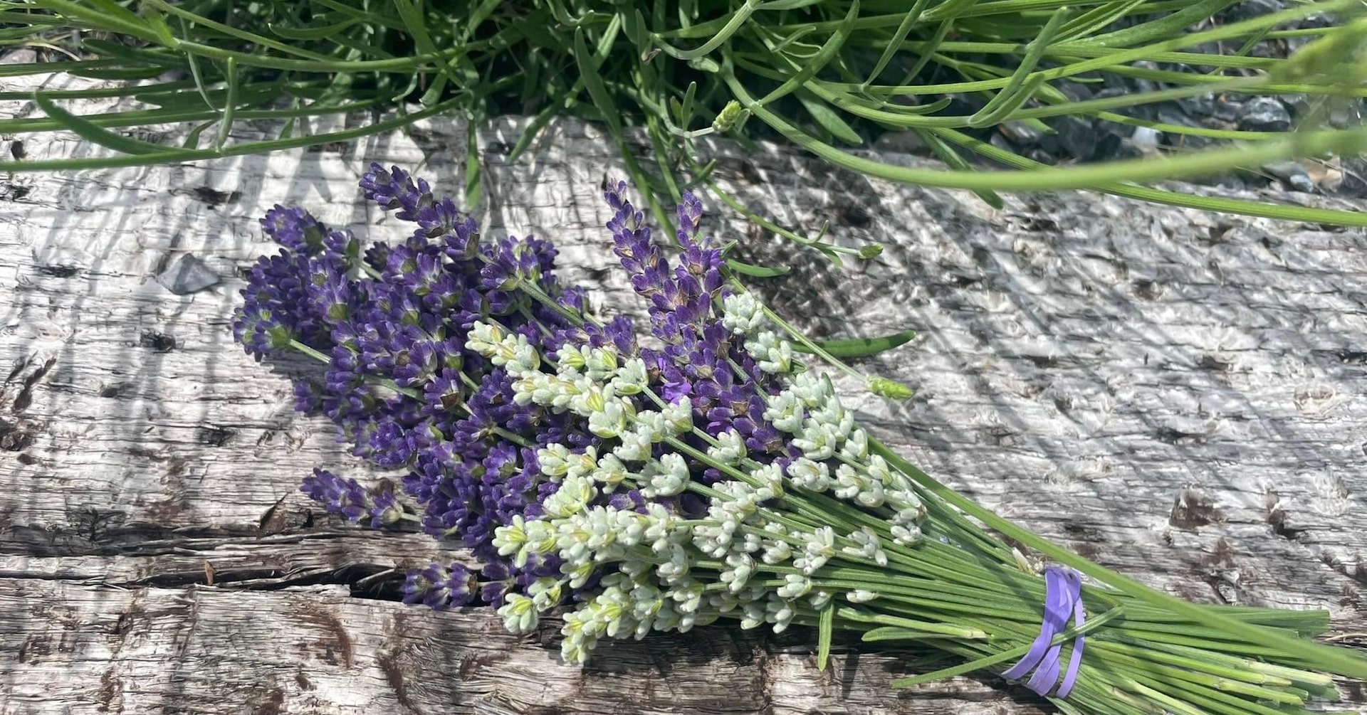 Sprigs of lavender at Willow Springs Lavender in Pennsylvania.