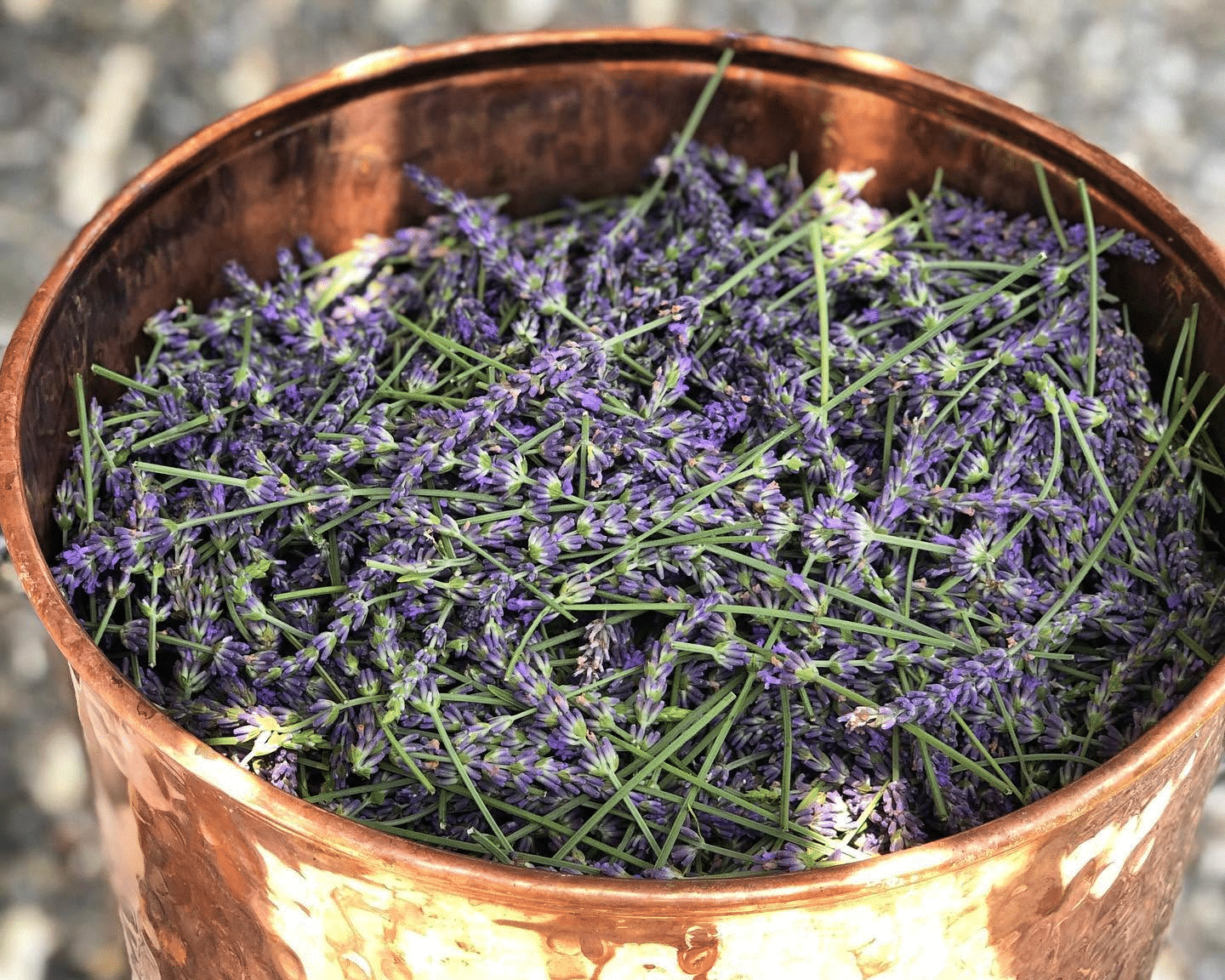 Distilling at PA Preferred Lavender Brook Farm.