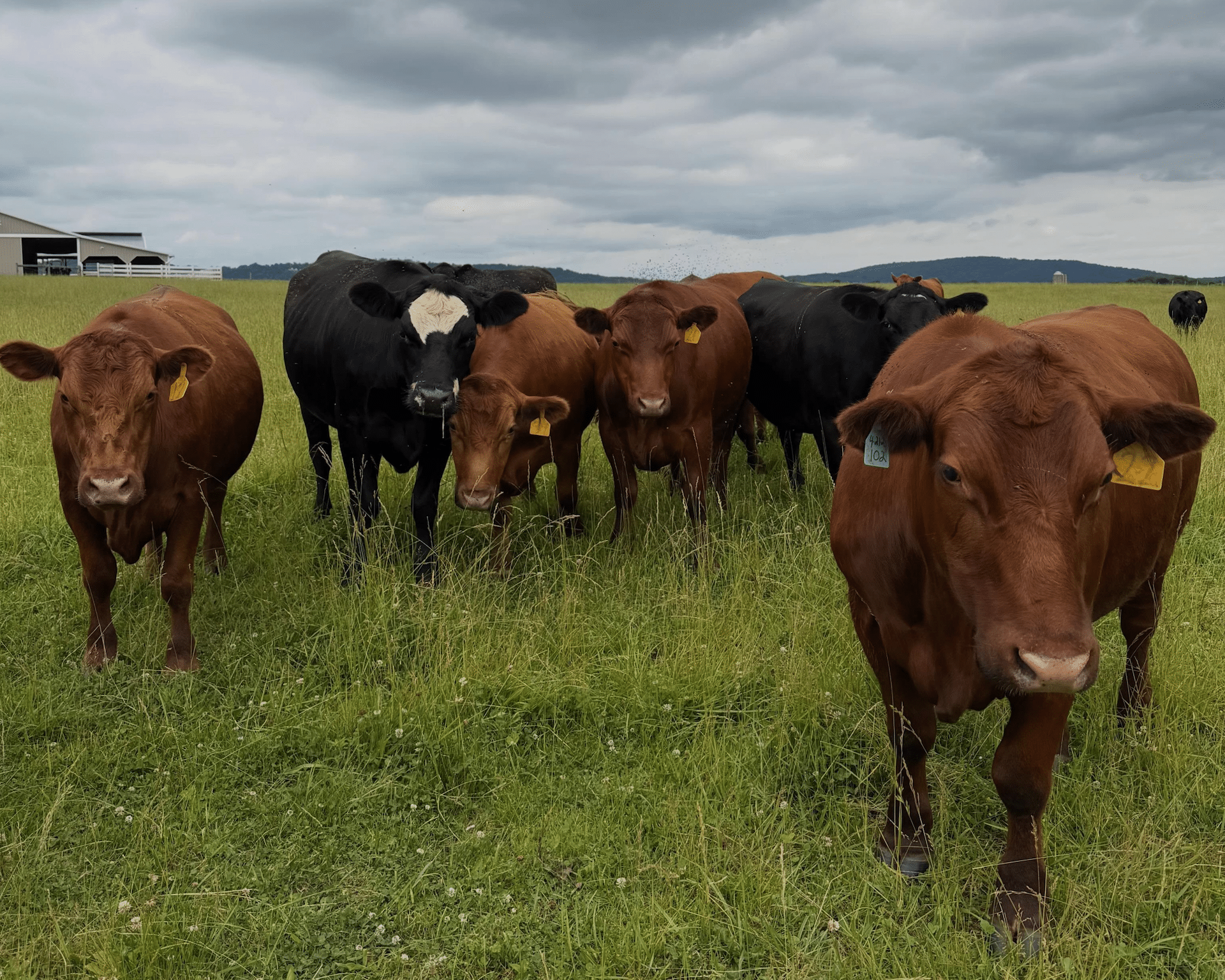 Locust Point Cattle Co. herd.