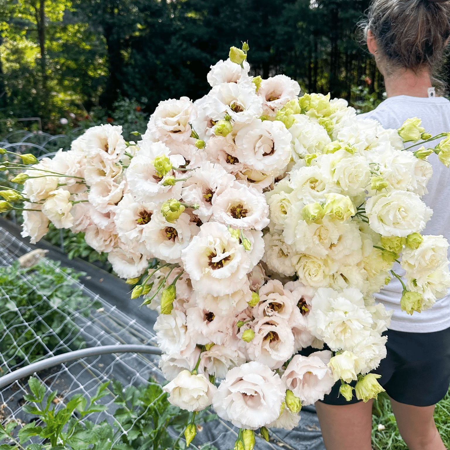 Lisianthus harvest at By the Bloom Farm & Flower Co.