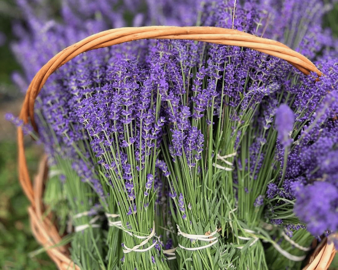 Folgate culinary lavender at Lavender Brook Farm