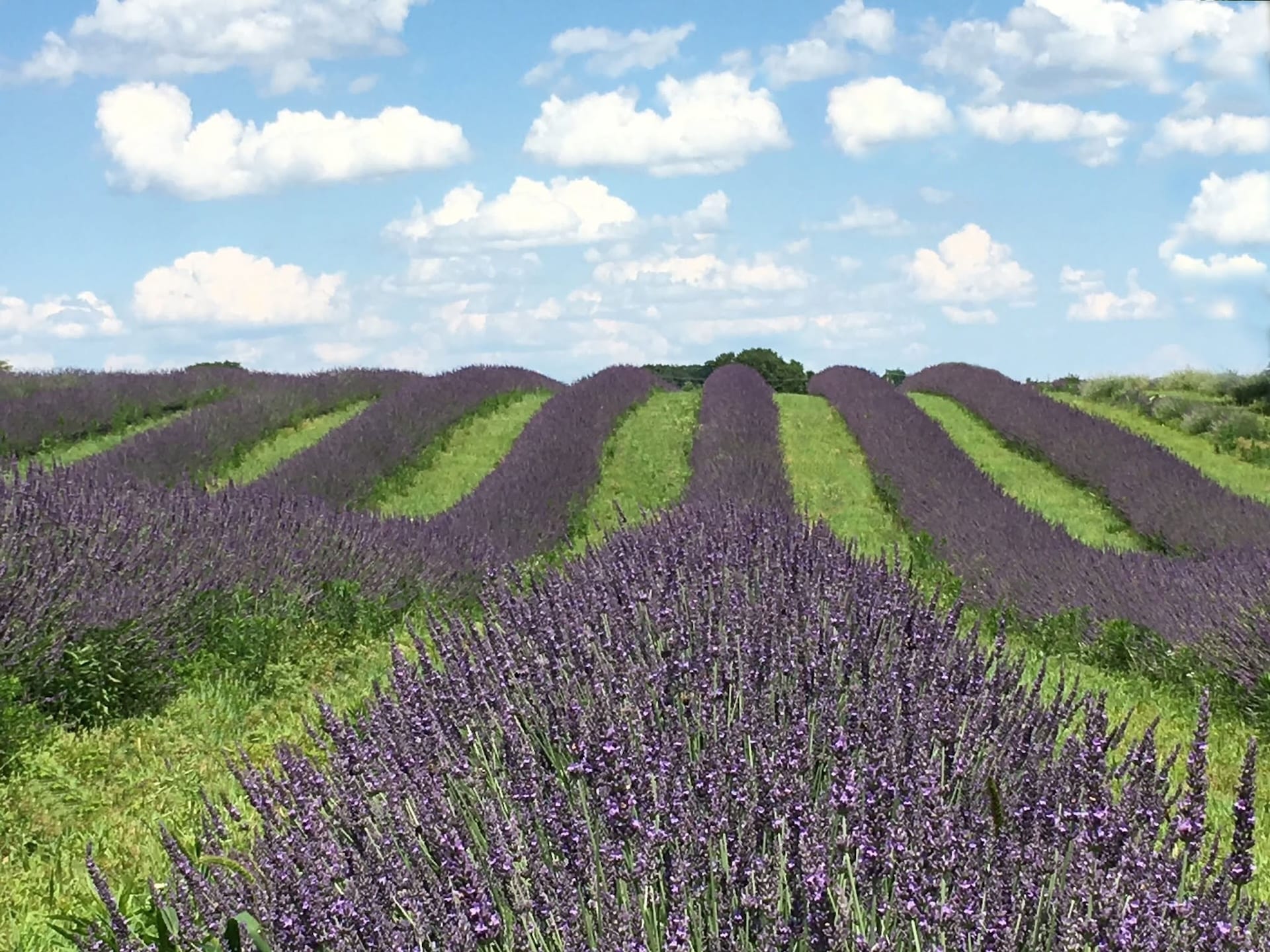 PA Preferred Lavender Brook Farm fields.