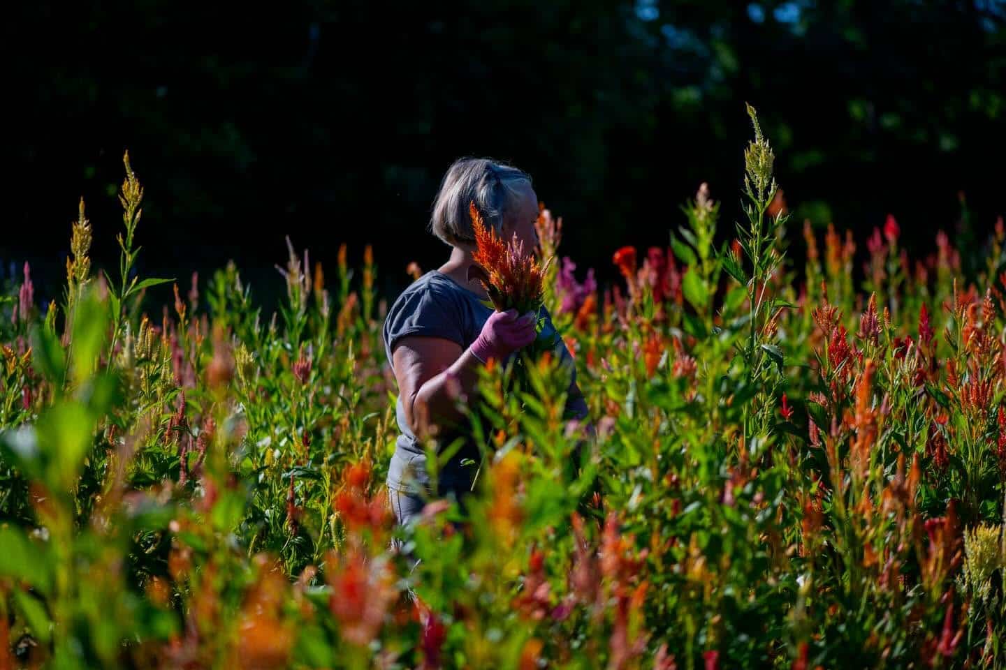 Roots Cut Flower Farm by Dreaming Tree Studios