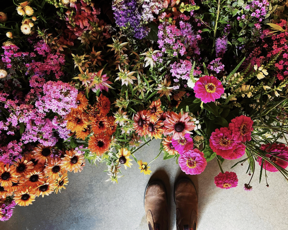 Blooms at Wildflower farm.