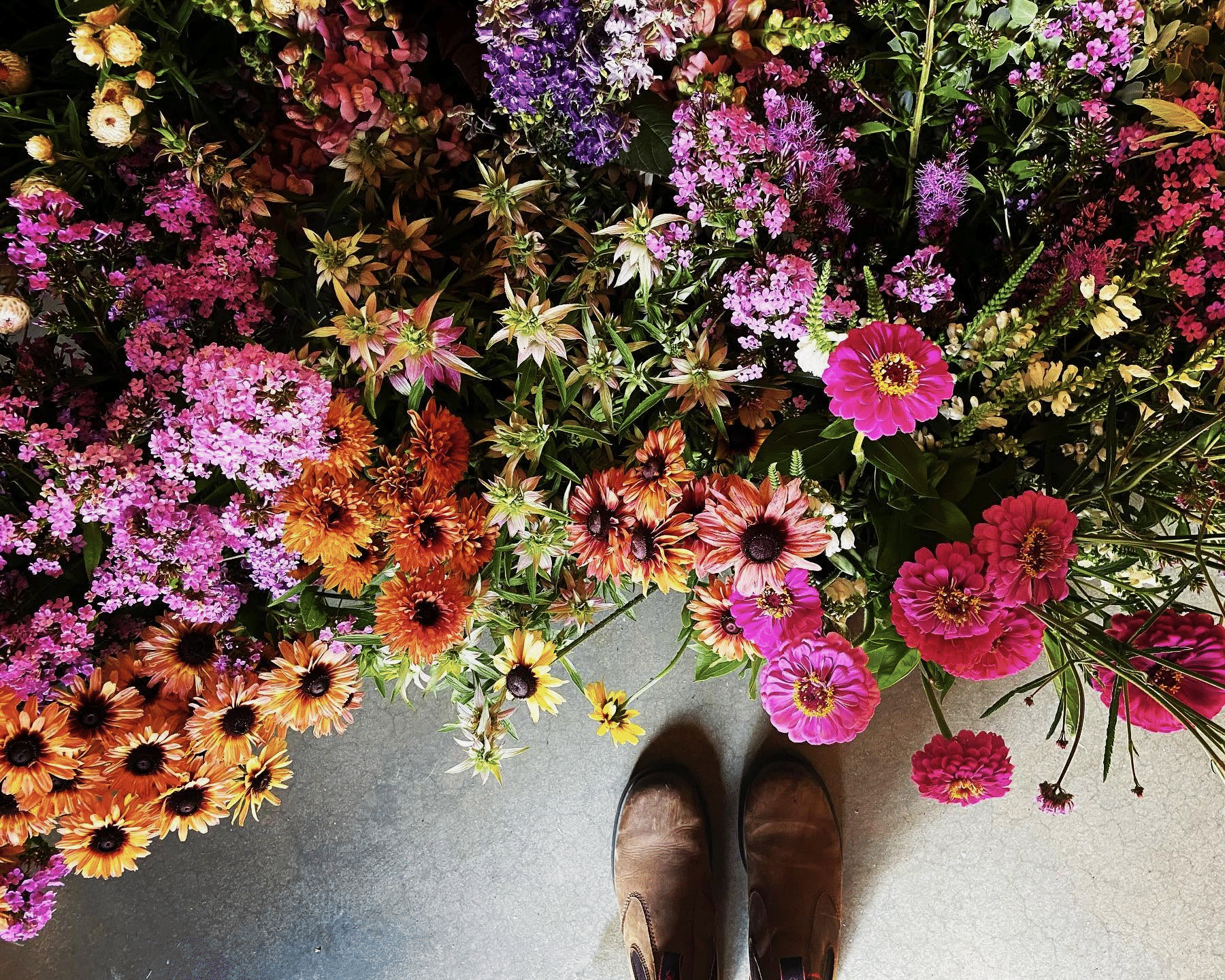 Blooms at Wildflower farm.
