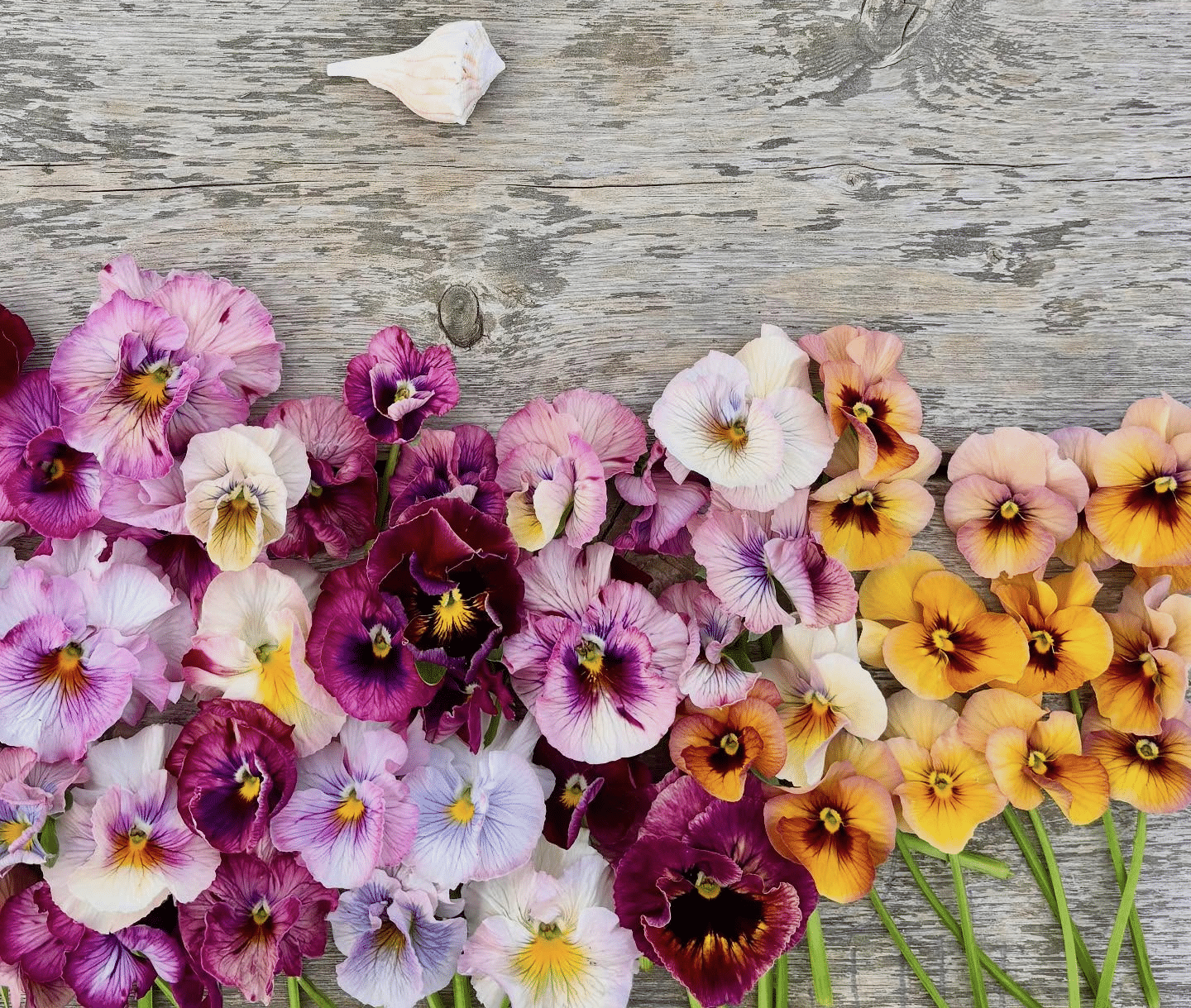 Edible pansies grown at Wildflower Farm in Pennsylvania.
