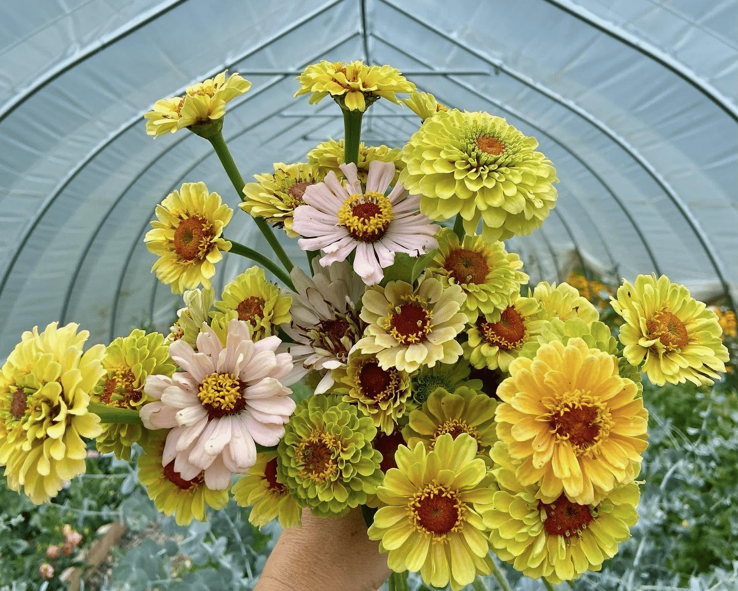 Zinnias at Wildflower Farm in Malvern, PA