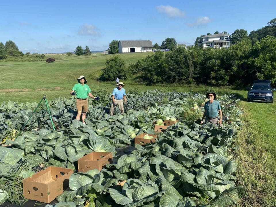 Think We Not Me cabbage crop.
