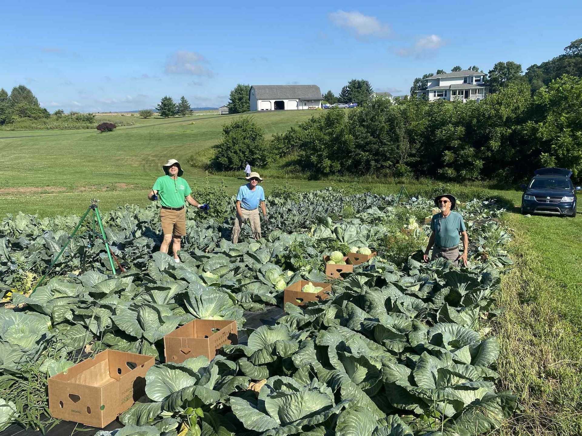 Think We Not Me cabbage crop.