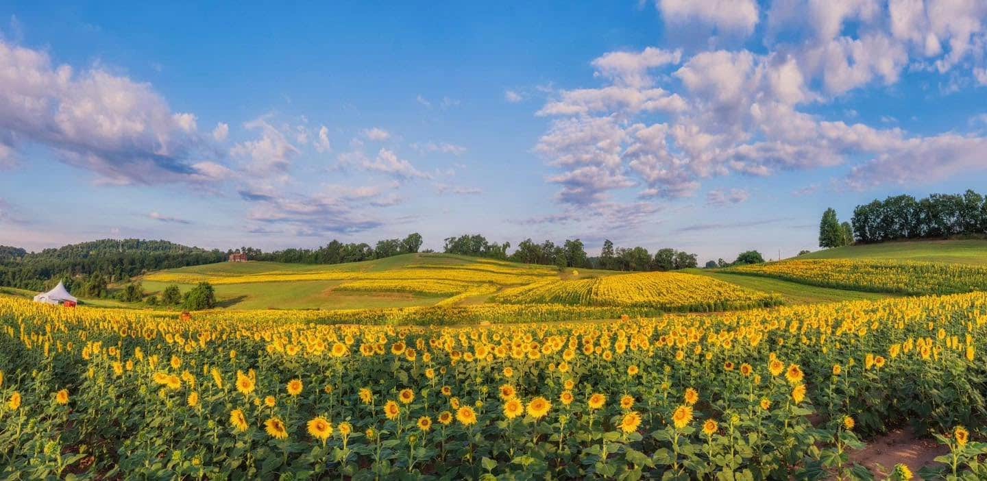 Schwirian Sunflower Farm.