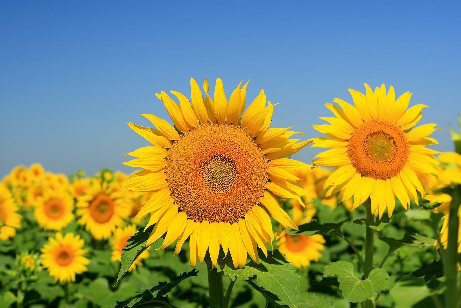 Sunflower field.