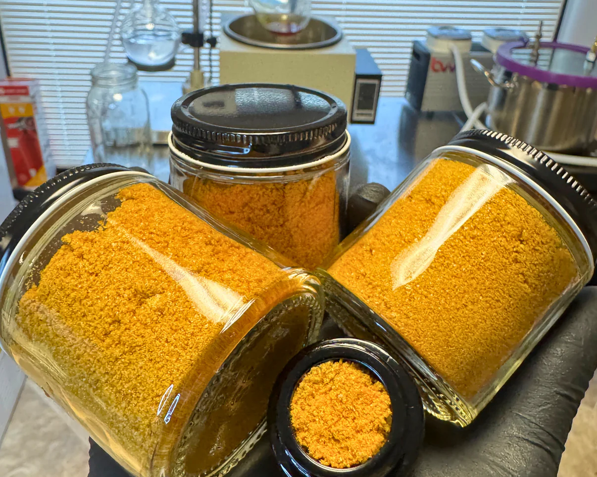 Freeze-dried lion's mane fruiting body extract by William Padilla-Brown and Mycosymbiotics.