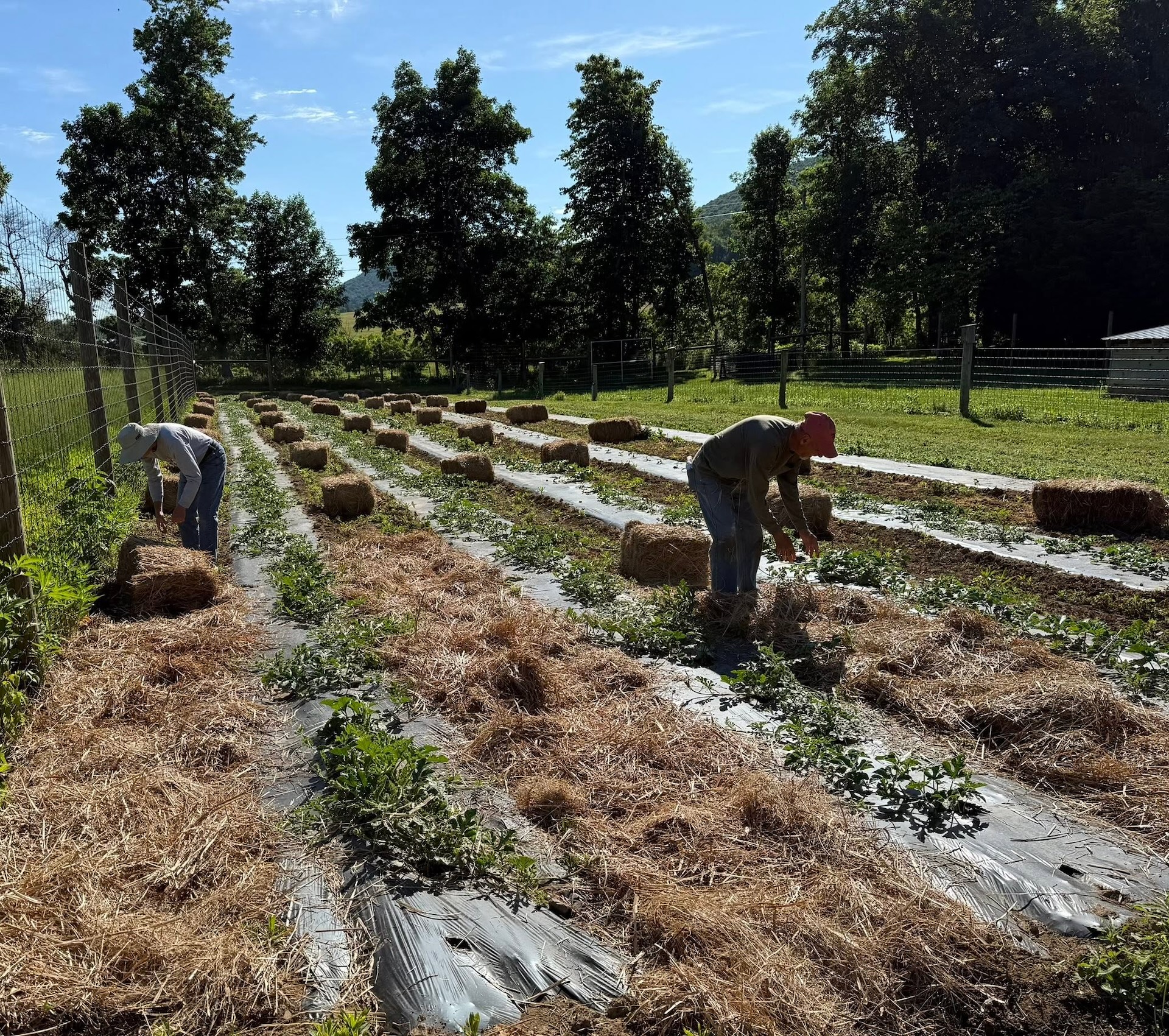 Straw between watermelon rows at Think We Not Me.