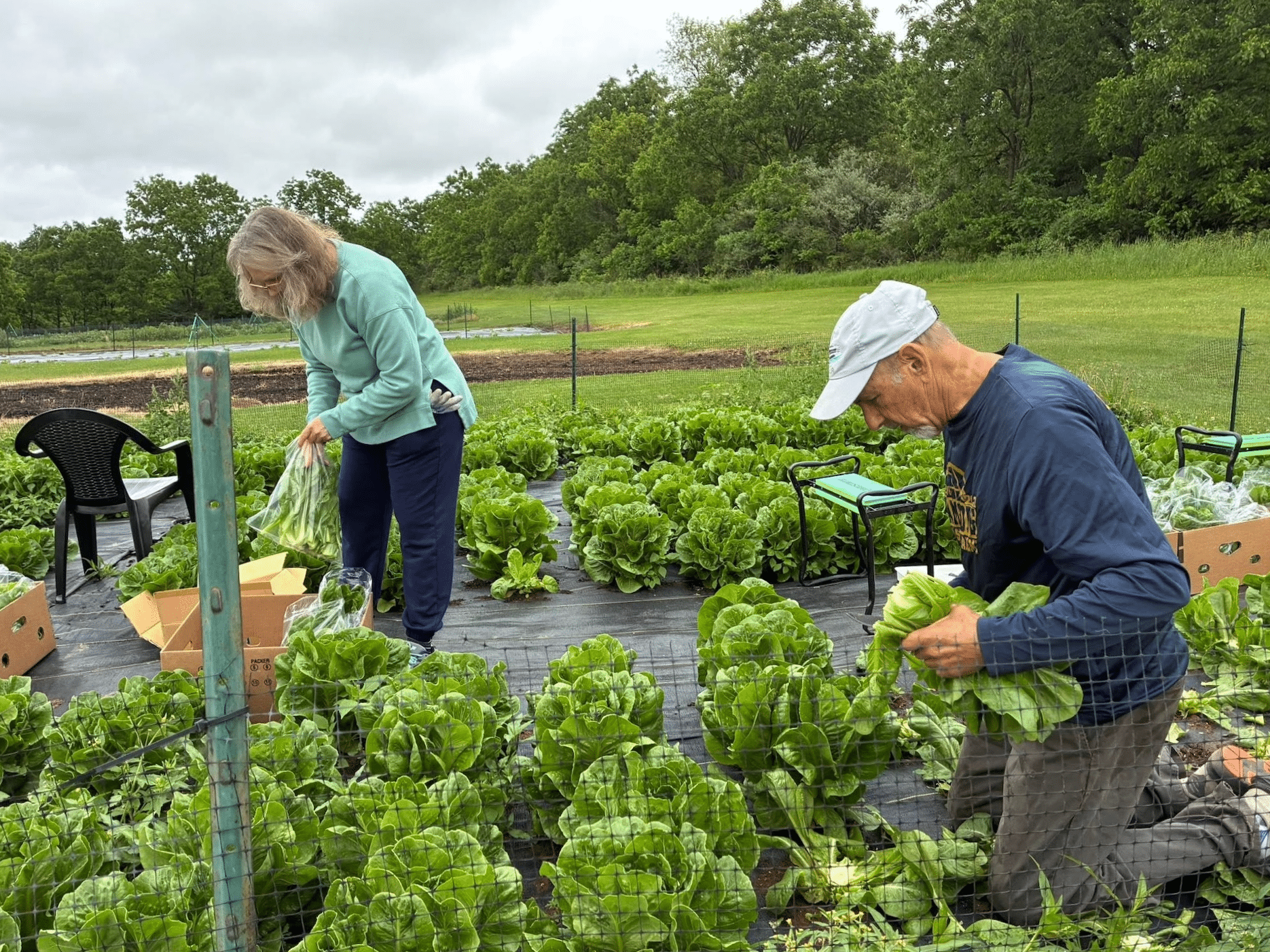 Think We Not Me lettuce crop.