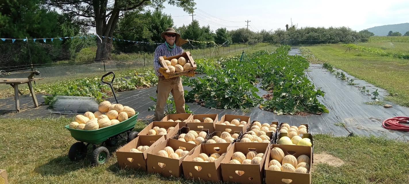 Think We Not Me melon crop.