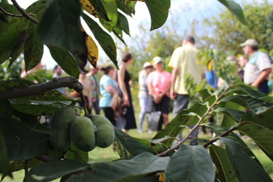 Wild & Uncommon Pawpaw Festival at Horn Farm Center.