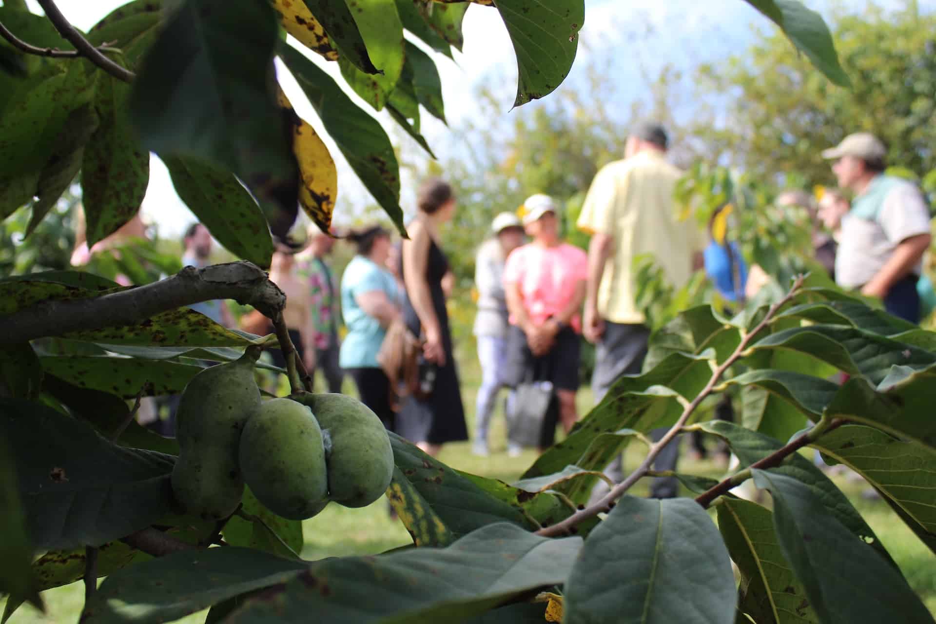Wild & Uncommon Pawpaw Festival at Horn Farm Center.