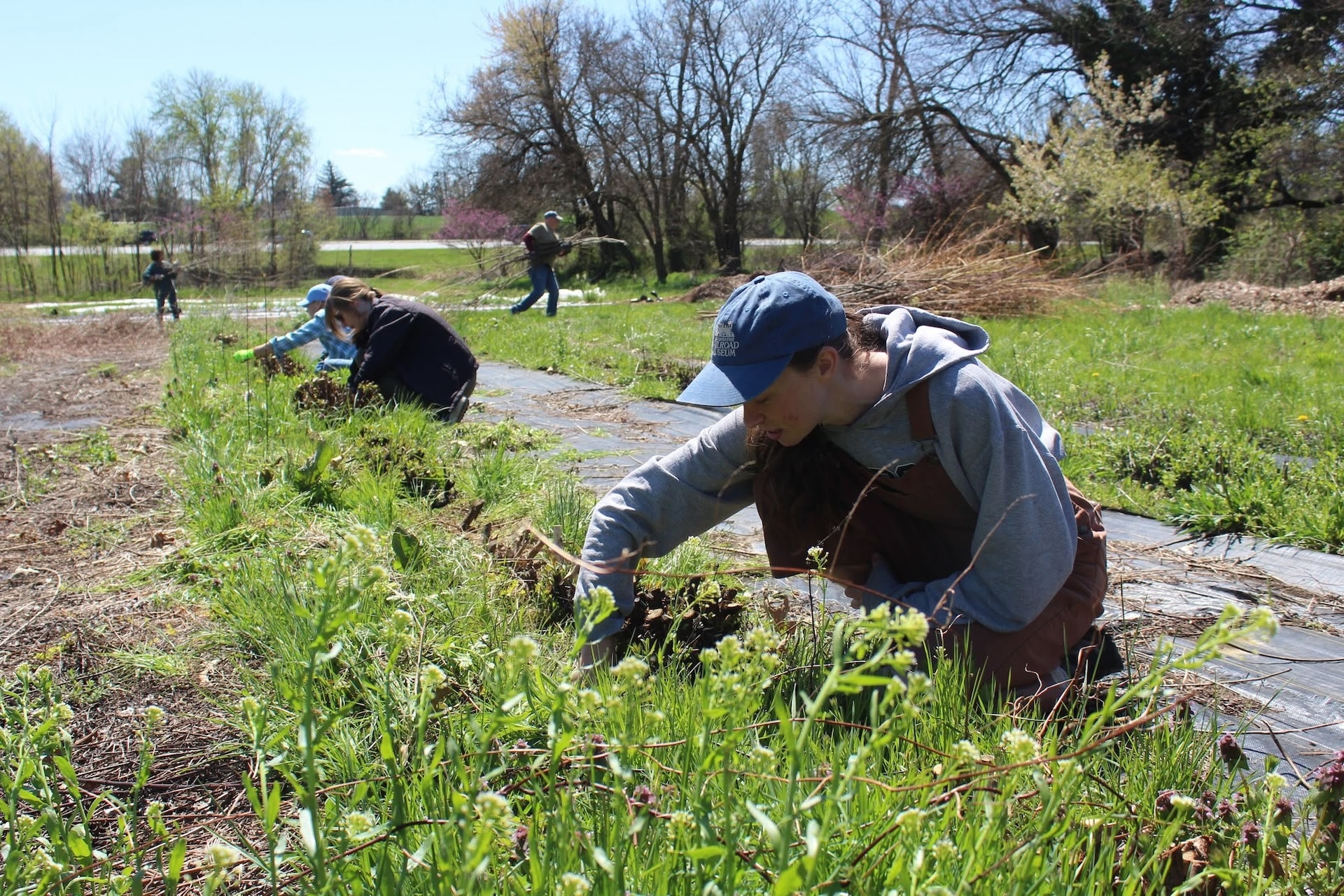 Community Crew volunteers weed the basketry willow patch at Horn Farm Center