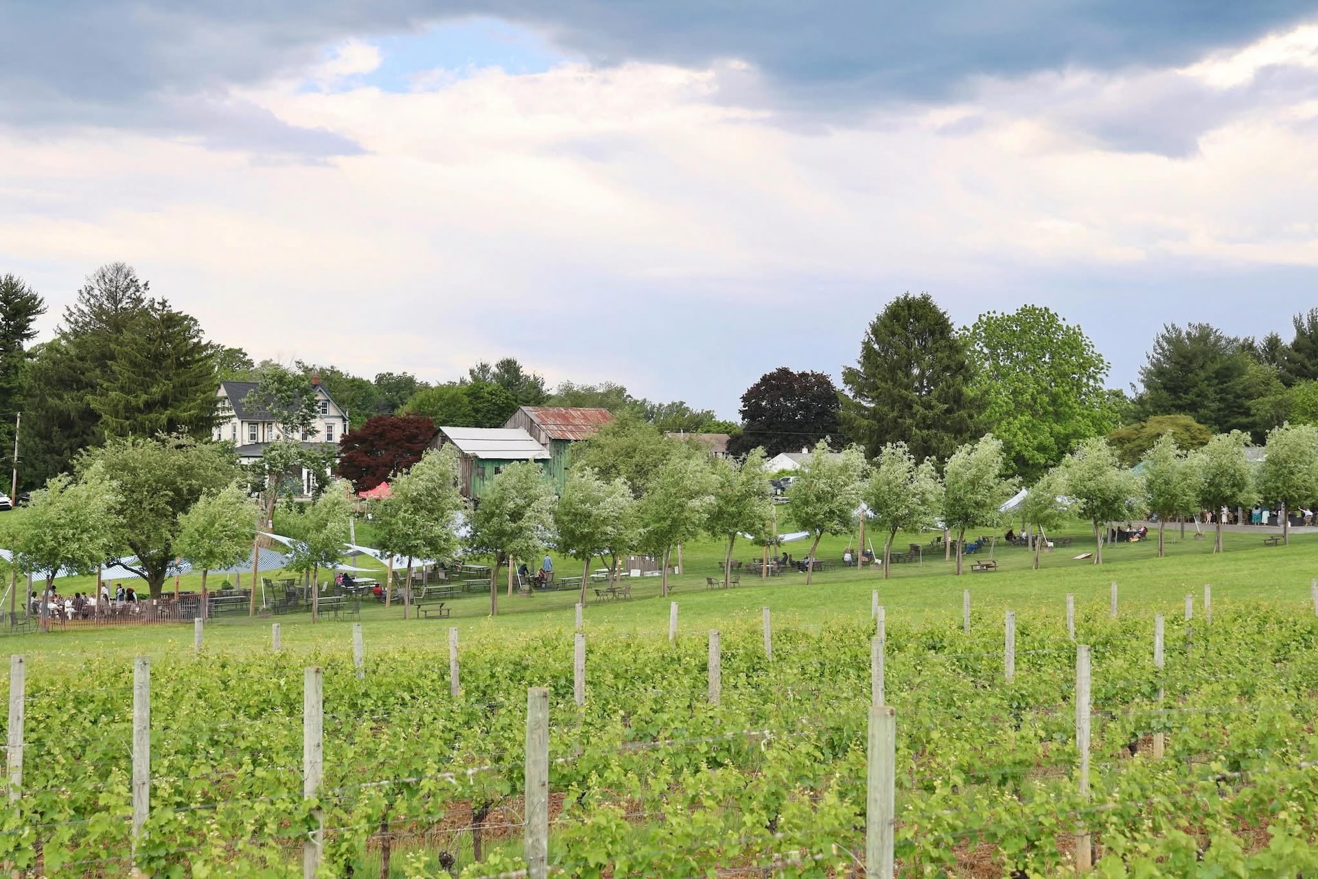 Vineyard at Penns Woods Winery.