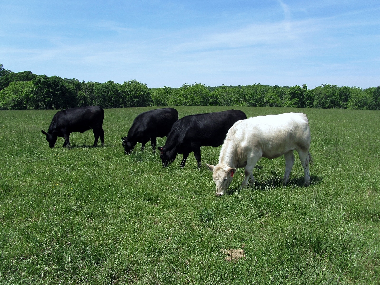 cattle grazing in a field on McPherson Farm, Getysburg national military park, Getysburg Pennsylvania.