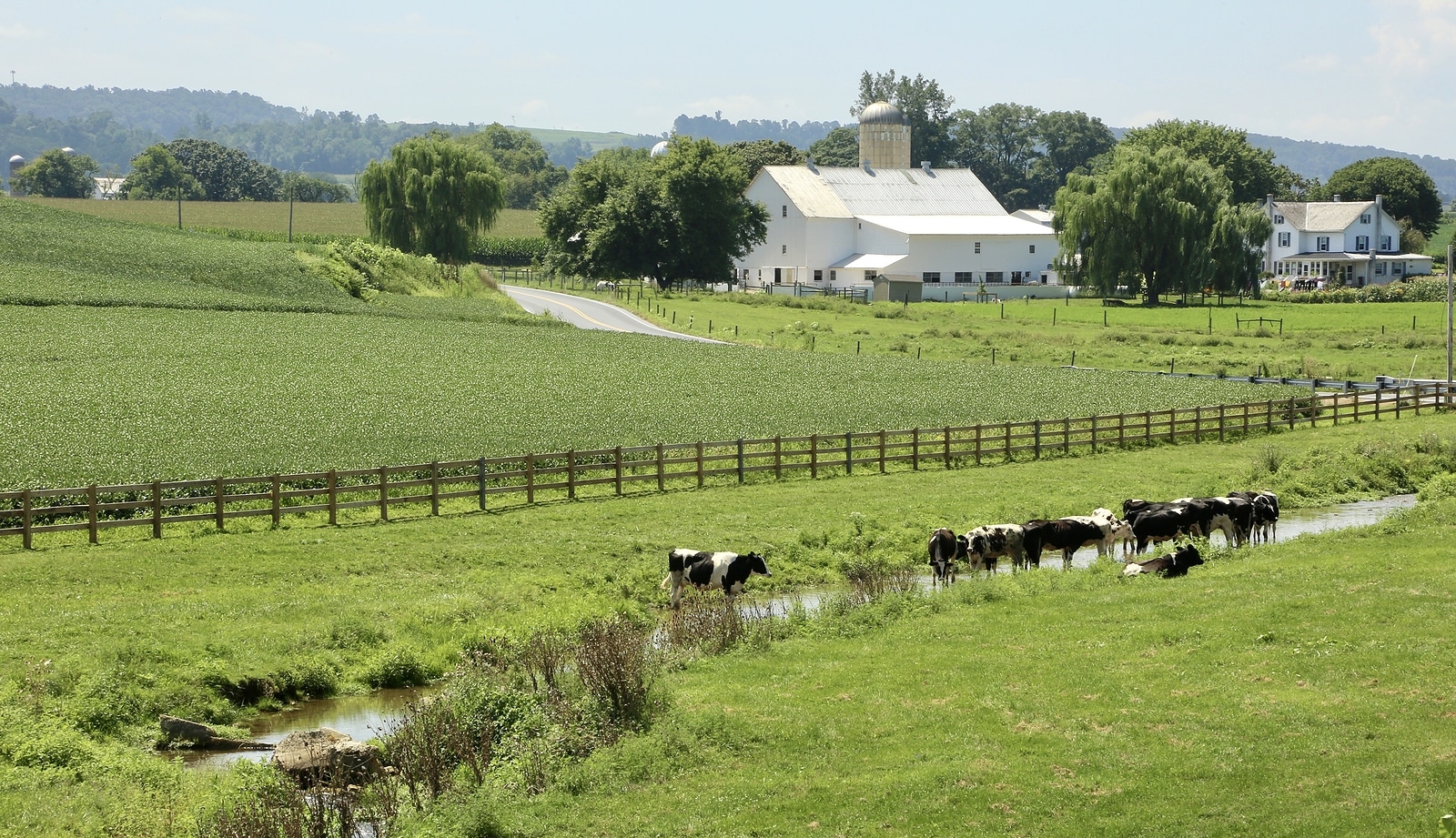Beef cattle grazing on a Pennsylvania farm.