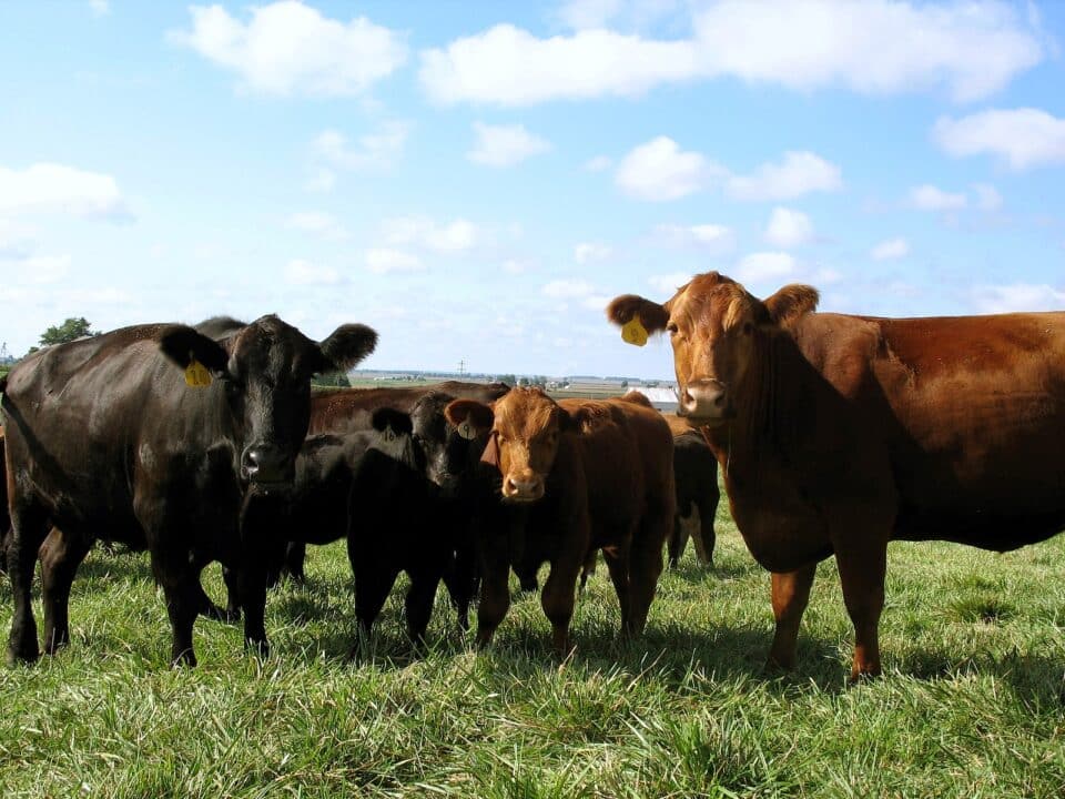 Red Angus Black Angus Calf Bull Heifer Cattle Portrait.