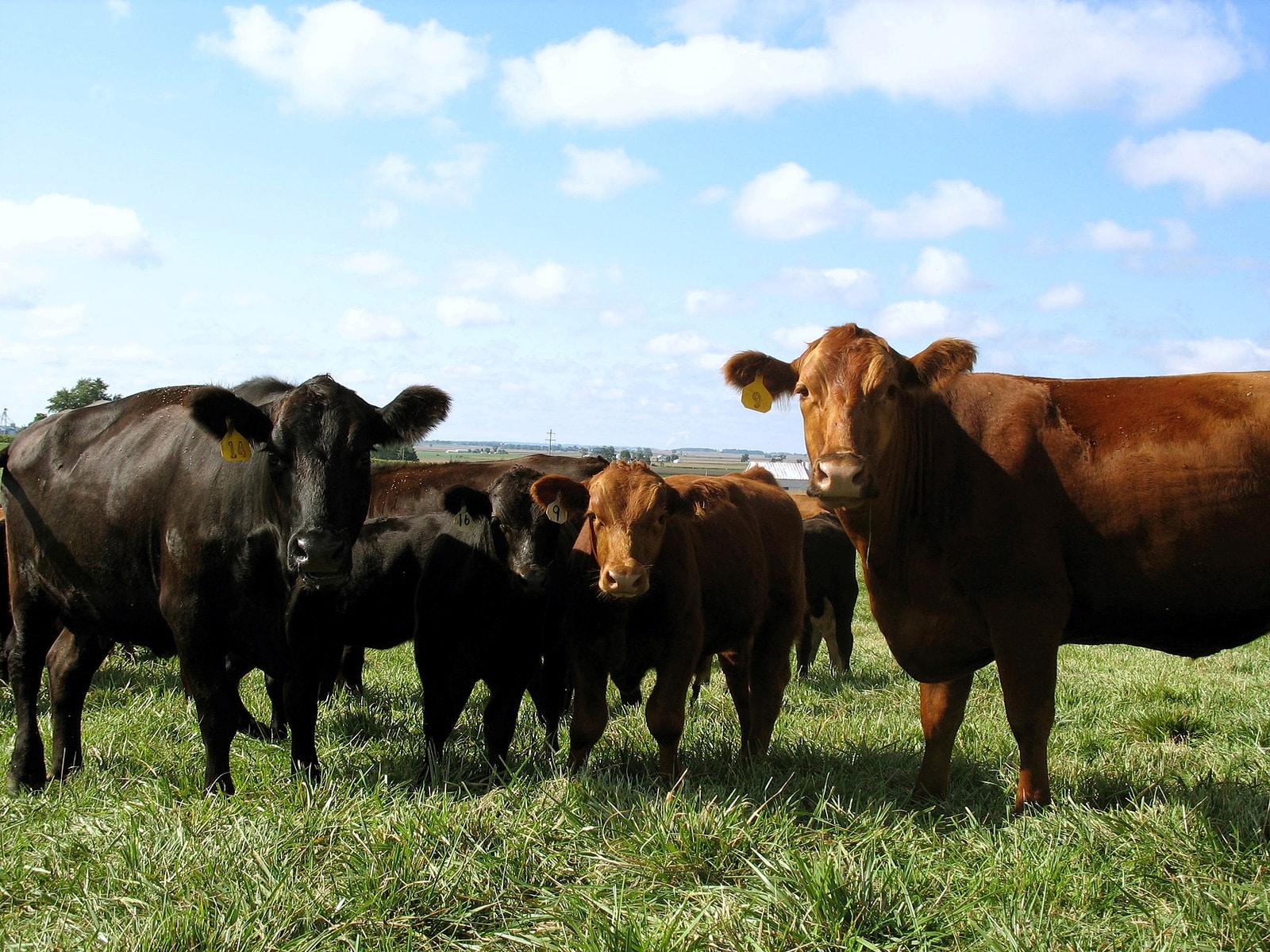 Red Angus Black Angus Calf Bull Heifer Cattle Portrait.