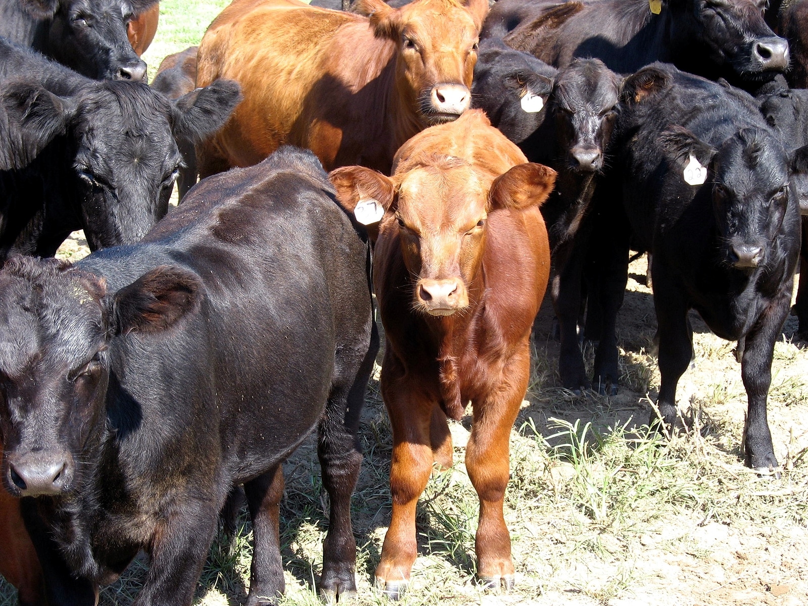 Beef cattle herd.