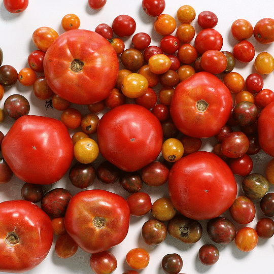 Pennsylvania Tomatos